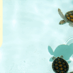 ズーム用背景(夏)