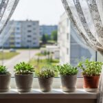 窓際の観葉植物の画像